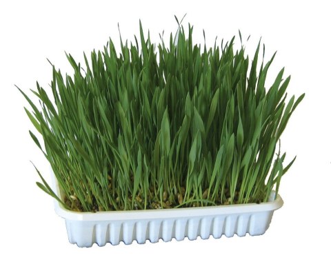 KERBL Nasiona trawy dla gryzoni 100g [83199]